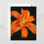 Carte Postale Fleurs Lys De Tigre Orange (Devant / Derrière)