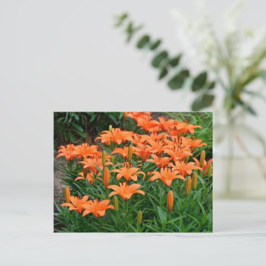 Carte Postale Fleurs Lys orange (Debout devant)