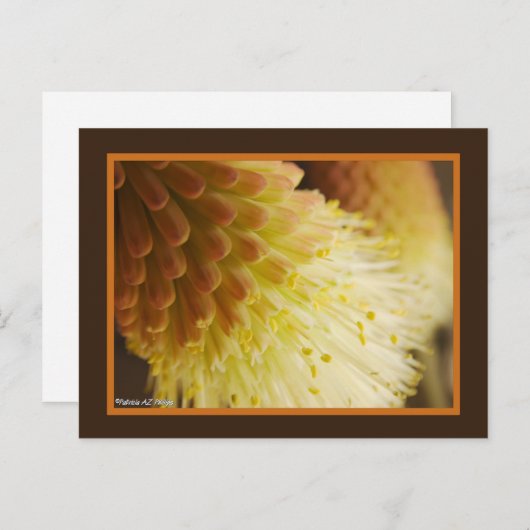 Carte Postale Fleurs Lys Torch Orange Jaune Photo Gros plan (Devant / Derrière)