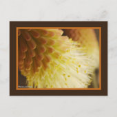 Carte Postale Fleurs Lys Torch Orange Jaune Photo Gros plan (Devant)