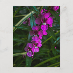 Carte Postale Fleurs Magenta Violet Parmi les Feuilles Vertes