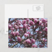 Carte postale Fleurs Magnolia Roses (Devant / Derrière)
