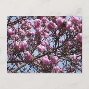 Carte postale Fleurs Magnolia Roses