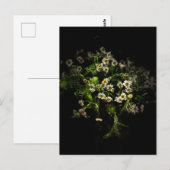 Carte postale Fleurs, Marguerite (Devant / Derrière)