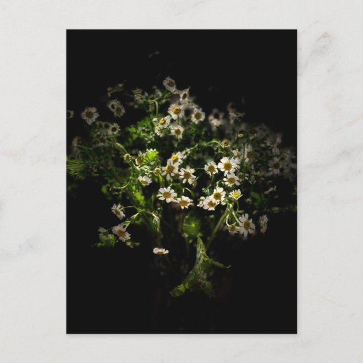 Carte postale Fleurs, Marguerite (Devant)