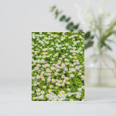 Carte Postale Fleurs marguerites (Debout devant)