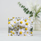 Carte Postale Fleurs marguerites (Debout devant)