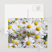 Carte Postale Fleurs marguerites (Devant / Derrière)