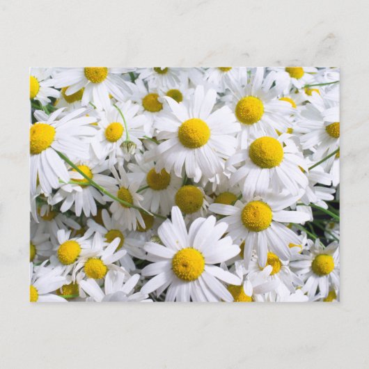 Carte Postale Fleurs marguerites (Devant)