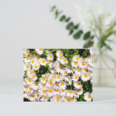 Carte Postale Fleurs marguerites blanches (Debout devant)