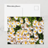 Carte Postale Fleurs marguerites blanches (Devant / Derrière)