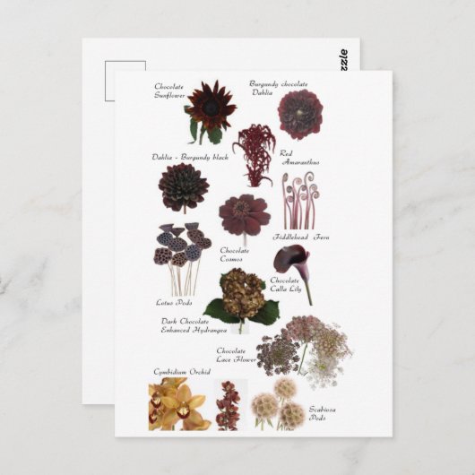 Carte Postale Fleurs marron chocolat (Devant / Derrière)