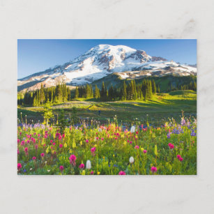 Carte Postale Fleurs   Mt. Rainier Fleurs sauvages