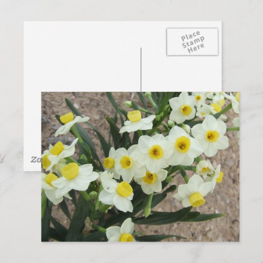 Carte postale Fleurs Narcisse Blanches (Devant / Derrière)