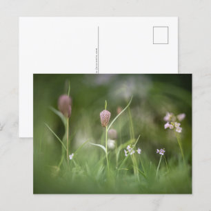 Carte Postale Fleurs Nature Photo