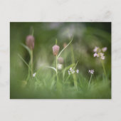 Carte Postale Fleurs Nature Photo (Devant)