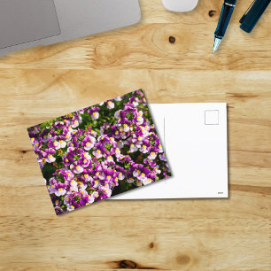 Carte postale Fleurs Nemesia Violet