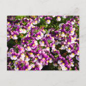 Carte postale Fleurs Nemesia Violet (Devant)
