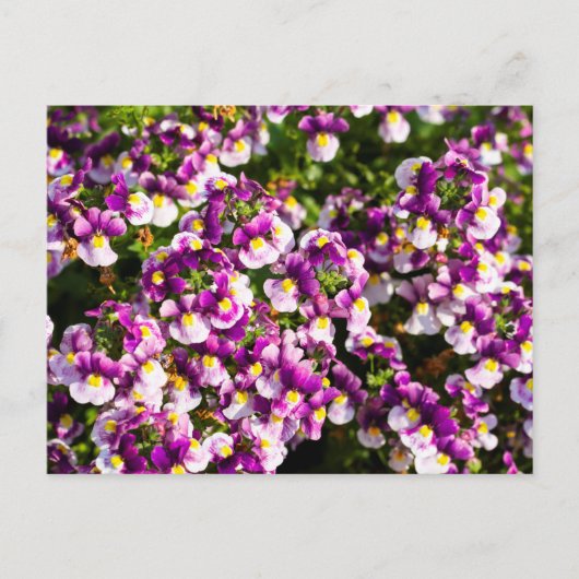 Carte postale Fleurs Nemesia Violet (Devant)
