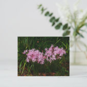 Carte postale Fleurs Nerines Roses (Debout devant)