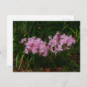 Carte postale Fleurs Nerines Roses (Devant / Derrière)
