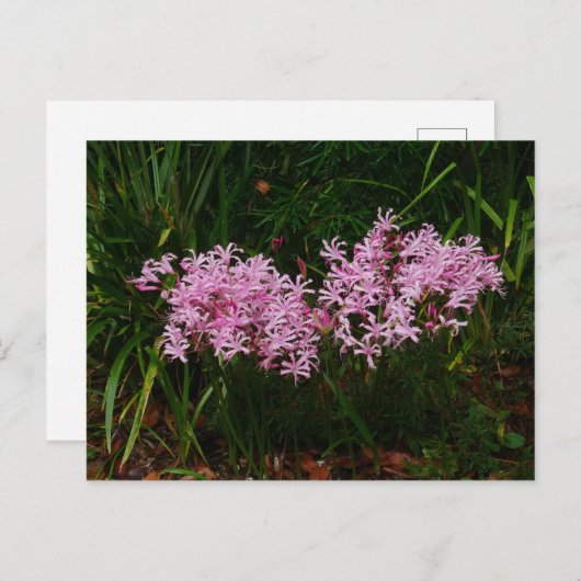 Carte postale Fleurs Nerines Roses (Devant / Derrière)