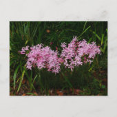 Carte postale Fleurs Nerines Roses (Devant)
