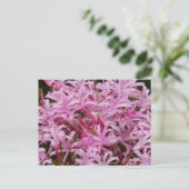 Carte postale Fleurs Nerines Roses (Debout devant)