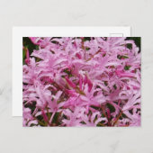 Carte postale Fleurs Nerines Roses (Devant / Derrière)