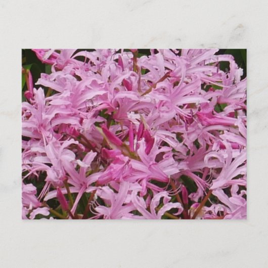 Carte postale Fleurs Nerines Roses (Devant)