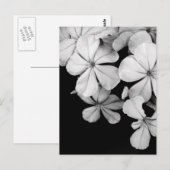Carte Postale Fleurs noir et blanc (Devant / Derrière)