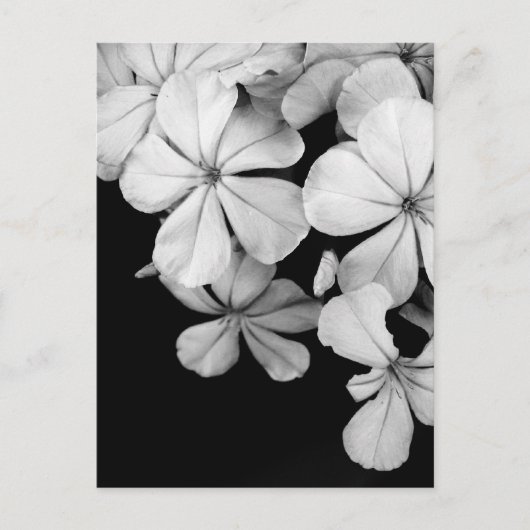 Carte Postale Fleurs noir et blanc (Devant)