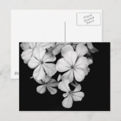 Carte Postale Fleurs noir et blanc (Devant / Derrière)