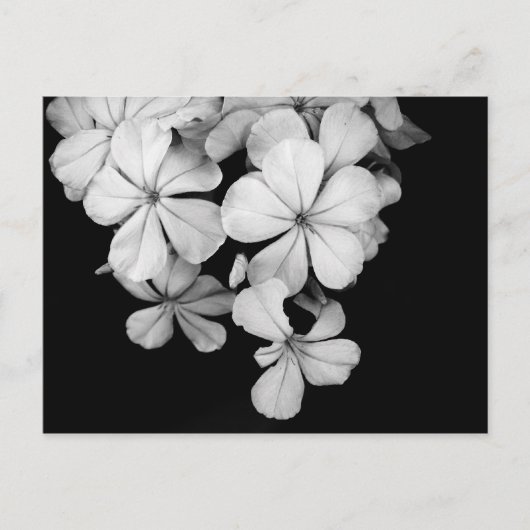 Carte Postale Fleurs noir et blanc (Devant)