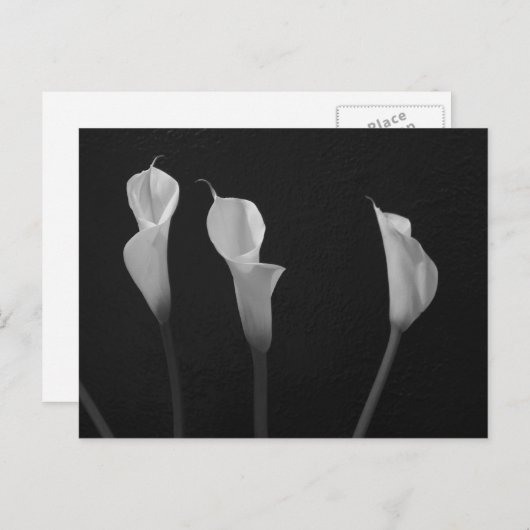 Carte Postale Fleurs noires et blanches (Devant / Derrière)