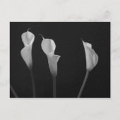 Carte Postale Fleurs noires et blanches (Devant)