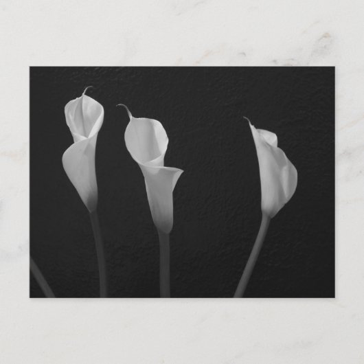 Carte Postale Fleurs noires et blanches (Devant)
