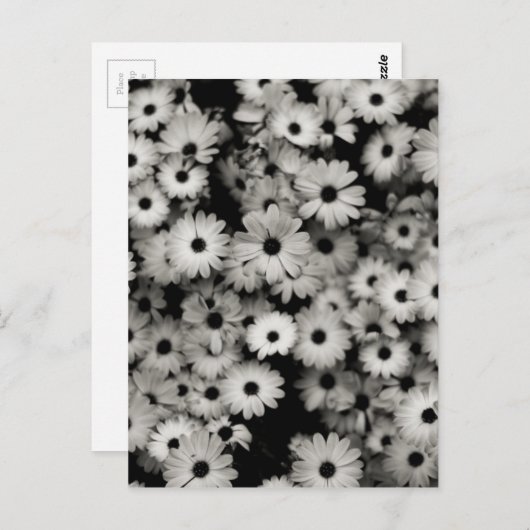 Carte Postale Fleurs noires et blanches (Devant / Derrière)