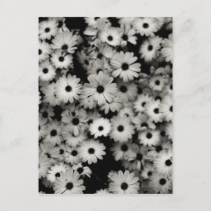 Carte Postale Fleurs noires et blanches