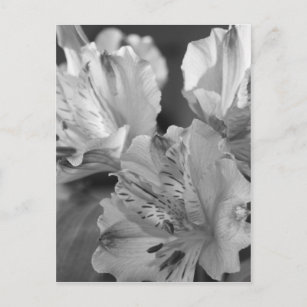 Carte postale Fleurs noires et blanches