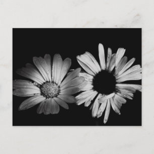Carte Postale Fleurs noires et blanches