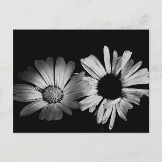 Carte Postale Fleurs noires et blanches (Devant)
