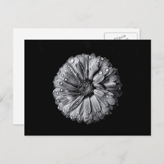 Carte Postale Fleurs Noires Et Blanches 10 (Devant / Derrière)