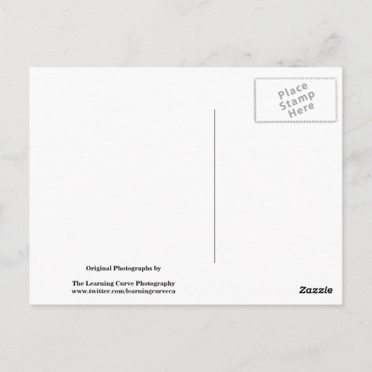 Carte Postale Fleurs Noires Et Blanches 10 (Dos)