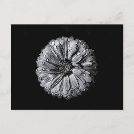 Carte Postale Fleurs Noires Et Blanches 10 (Devant)