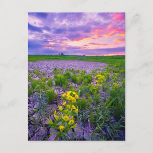 Carte Postale Fleurs North Dakota Red River Valley