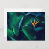 Carte Postale Fleurs | Oiseau du paradis (Devant / Derrière)