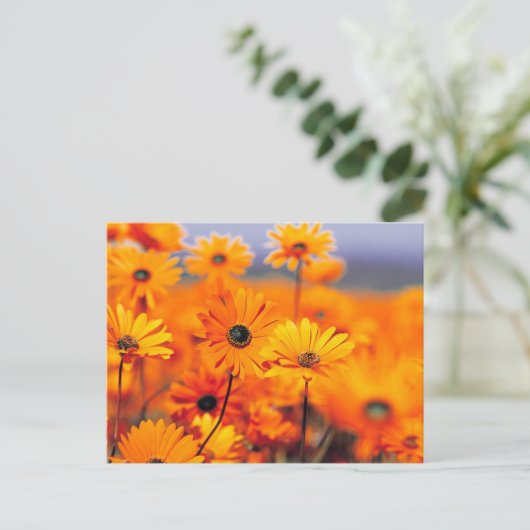 Carte Postale Fleurs orange (Debout devant)