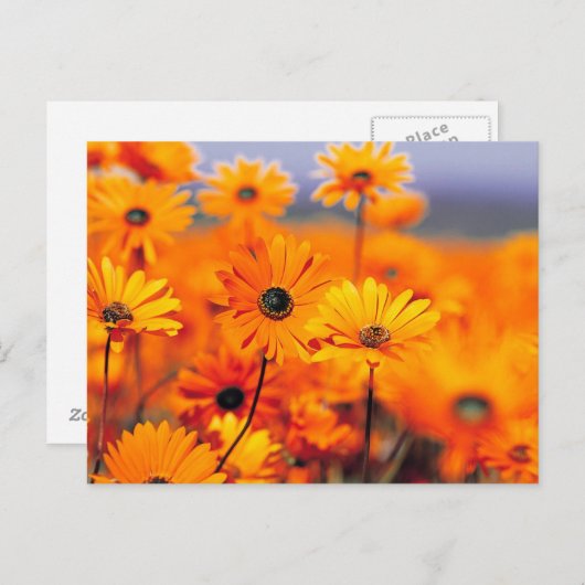 Carte Postale Fleurs orange (Devant / Derrière)