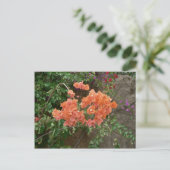 Carte Postale Fleurs orange (Debout devant)